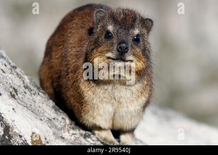 Rock hyrax standing on granite boulder on Table Mountain's summit. Stock Photo