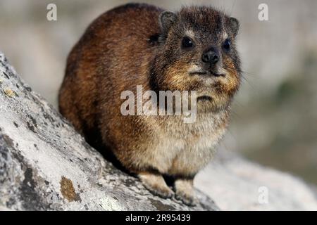 Rock hyrax standing on granite boulder on Table Mountain's summit. Stock Photo