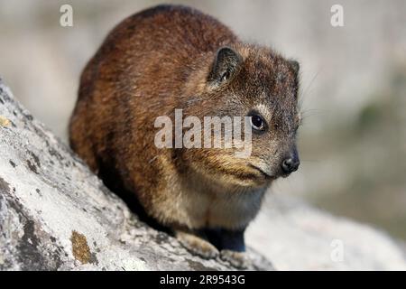 Rock hyrax standing on granite boulder on Table Mountain's summit. Stock Photo