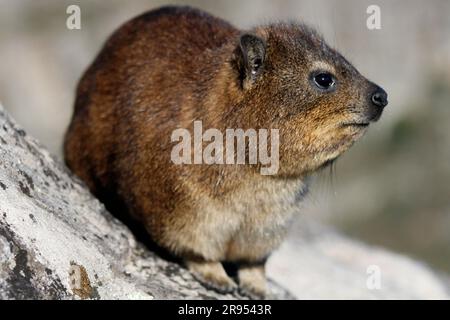 Rock hyrax standing on granite boulder on Table Mountain's summit. Stock Photo