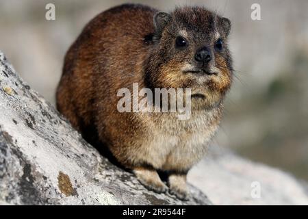 Rock hyrax standing on granite boulder on Table Mountain's summit. Stock Photo