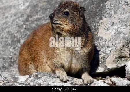 Rock hyrax standing on granite boulder on Table Mountain's summit. Stock Photo