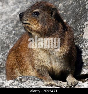 Rock hyrax standing on granite boulder on Table Mountain's summit. Stock Photo