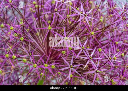 Allium cristophii, the Persian onion or star of Persia, in a domestic garden. Stock Photo