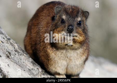 Rock hyrax standing on granite boulder on Table Mountain's summit. Stock Photo