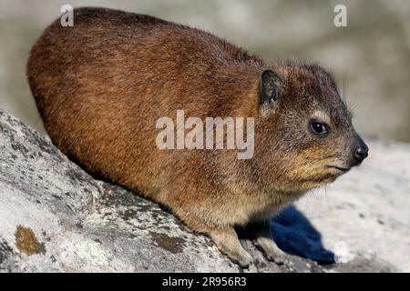 Rock hyrax standing on granite boulder on Table Mountain's summit. Stock Photo