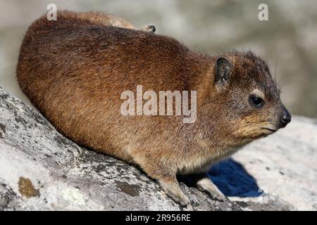 Rock hyrax standing on granite boulder on Table Mountain's summit. Stock Photo