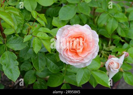 Close up of the bush rose 'It's a Wonderful Life', rose of the year 2022 Stock Photo