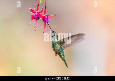 magnificent hummingbird (Eugenes fulgens, male) feeding on nectar at San Gerardo de Dota, central Costa Rica highland. Stock Photo