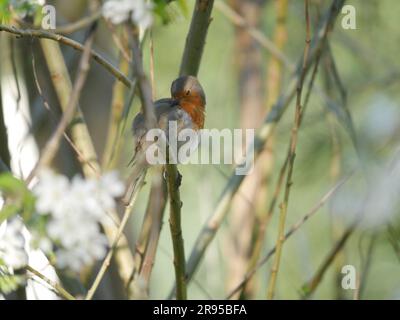 A European robin perched on a tree branch. Stock Photo