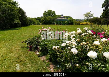 Flower bed of Herbaceous Peony plants with gazebo in background. Royal Botanical Gardens Hamilton Ontario. Stock Photo