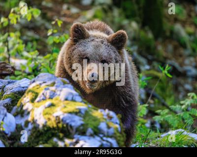 female european bear standing on all fours facing the camera looking over a pile of mossy rocks Stock Photo