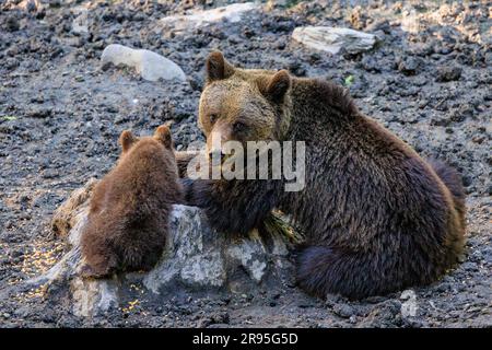 female european brown bear looks at the camera as her cub carries on eating on a bear spotting tour in slovenia Stock Photo