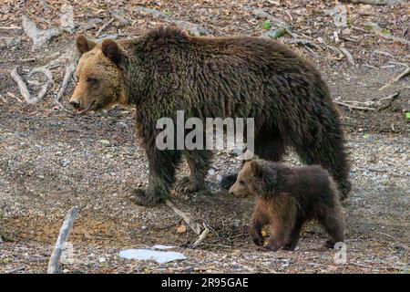 adult female brown bear and her cub stand in a clearing in the forest on a bear spotting tour in slovenia Stock Photo