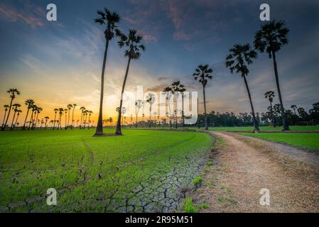 Sugar palm tree at sunrise twilight in Thailand Stock Photo
