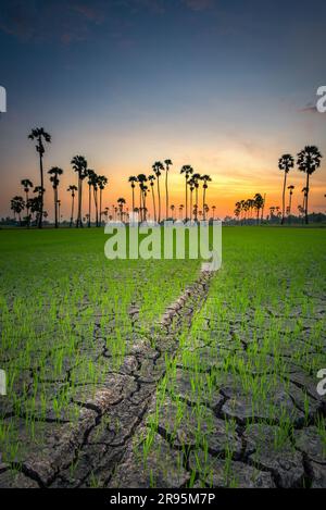 Sugar palm tree at sunrise twilight in Thailand Stock Photo
