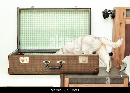 Curious British white cat in an old vintage suitcase. Isolated on blue. Stock Photo