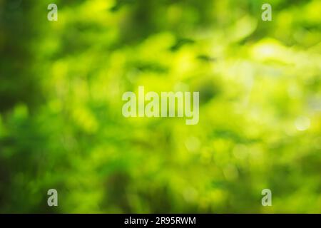 Green abstract natural blurred background. Copy space, defocused. Stock Photo