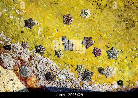 A group of various multi-colored small Dwarf cushion stars, Parvulastra, exigua, in a tidal pool along the Tsitsikamma coast of South Africa. Stock Photo