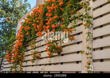 Red Pyrostegia Venusta flowers on a fence Stock Photo