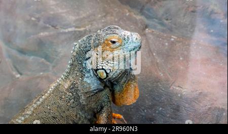 The American iguana, or common green iguana, is a large arboreal, mostly herbivorous species of lizard in the iguana genus. Stock Photo