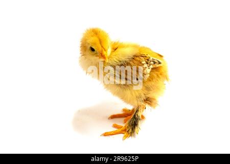 Yellow Brahma chick on white background, selective focus Stock Photo