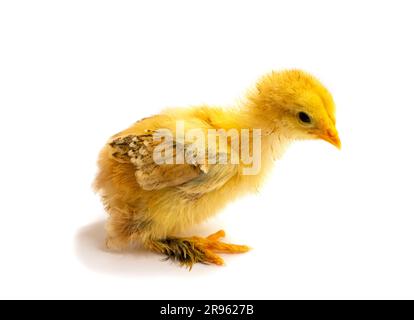Yellow Brahma chick on white background, selective focus Stock Photo