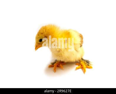 Yellow Brahma chick on white background, selective focus Stock Photo