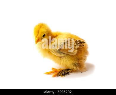 Yellow Brahma chick on white background, selective focus Stock Photo