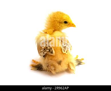 Yellow Brahma chick on white background, selective focus Stock Photo
