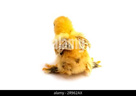 Yellow Brahma chick on white background, selective focus Stock Photo