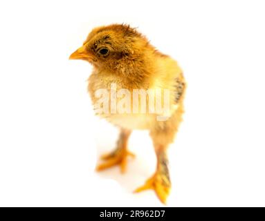 Yellow Brahma chick on white background, selective focus Stock Photo