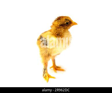 Yellow Brahma chick on white background, selective focus Stock Photo