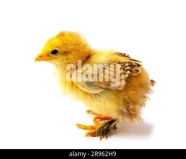 Yellow Brahma chick on white background, selective focus Stock Photo