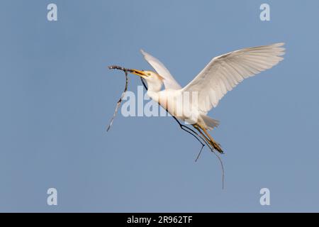 Cattle egret (Bubulcus ibis) flying with stick for nest in blue sky, Houston area, Texas, USA. Stock Photo