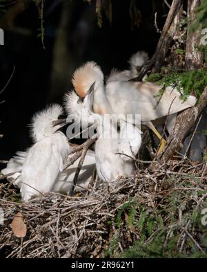 Cattle egret (Bubulcus ibis) feeding chicks at the nest, Houston area, Texas, USA. Stock Photo