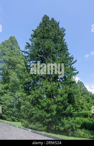 Koyamaki or Japanese Umbrella-pine (Sciadopitys verticillata), Sciadopitiaceae. Stock Photo