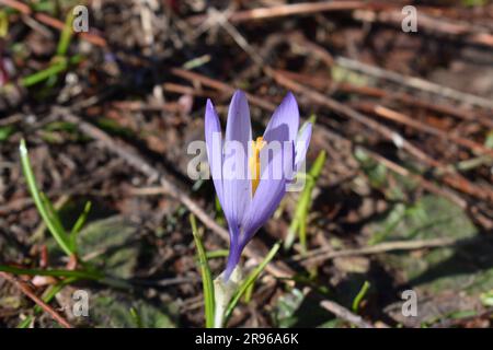 The bosnian mountain flowers Stock Photo