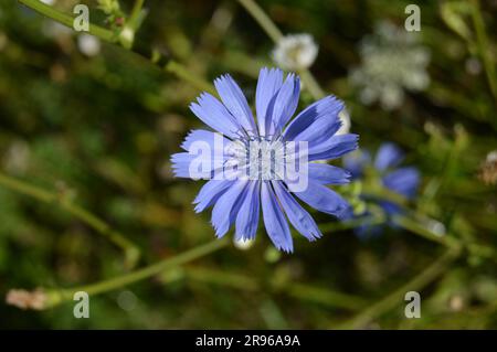 The bosnian mountain flowers Stock Photo