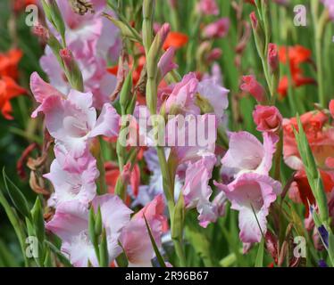 In the summer, gladiolus blooms on the flowerbed Stock Photo