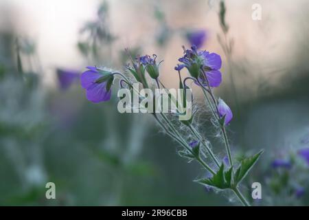 Blossoming wood cranesbill, Geranium sylvaticum Stock Photo