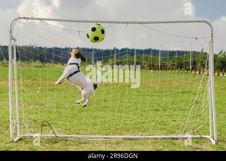 Funny dog playing football as a goalkeeper (profile jump). Humorous soccer concept Stock Photo