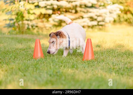 https://l450v.alamy.com/450v/2r96dh7/dog-training-to-follow-scent-trail-in-scentwork-training-school-2r96dh7.jpg