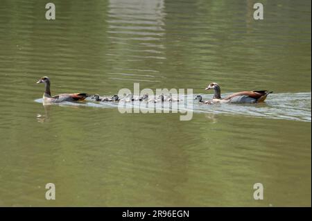 Egyptian Goose (Alopochen aegyptiacus), adults and chicks swimming in water, Germany Stock Photo
