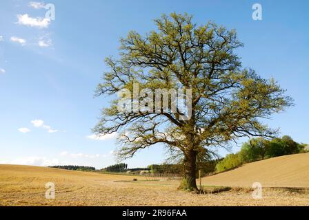 Huge lonely tree on a brown field Stock Photo