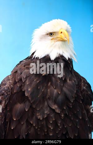 A majestic Bald Eagle stands against a bright blue sky on a brilliant day Stock Photo