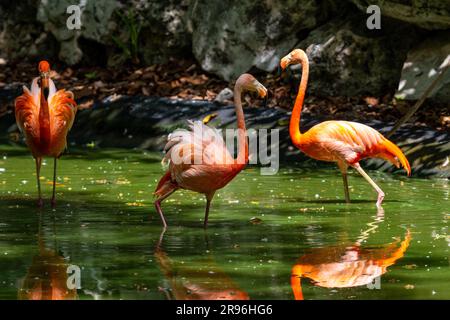 Plamant rose, Yucatan, Mexique Stock Photo