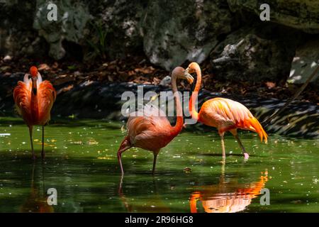 Plamant rose, Yucatan, Mexique Stock Photo