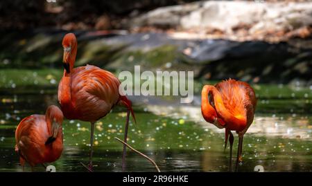 Plamant rose, Yucatan, Mexique Stock Photo