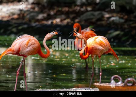 Plamant rose, Yucatan, Mexique Stock Photo